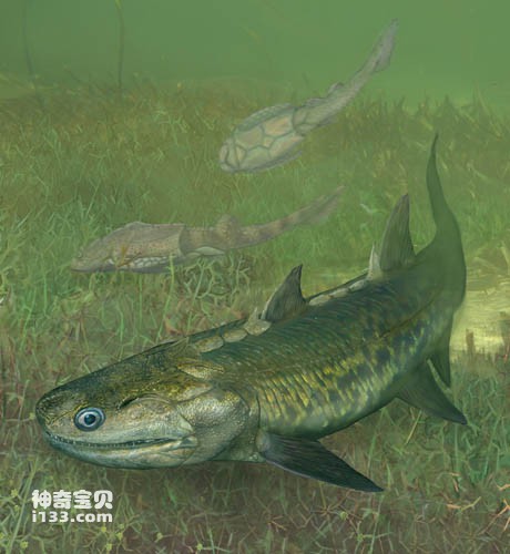 晨晓弥曼鱼的演化及最新发现