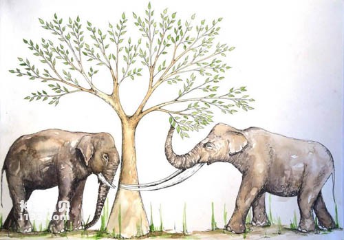 华南晚更新世象类的演化及最新发现