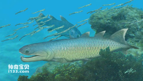 箐门齿鱼的演化及最新发现