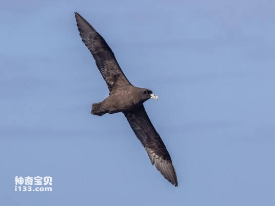 白颏风鹱