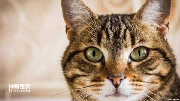 世上最长寿的猫能活多久？
