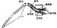 昆虫形状多变的触角