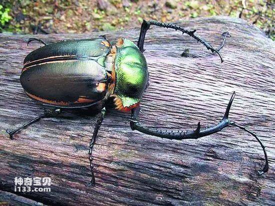 中国已知多少种昆虫？
