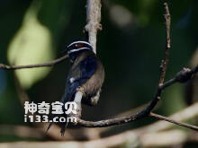 须凤头雨燕