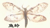 昆虫有翅亚纲广翅目Megaloptera(泥蛉,鱼蛉)