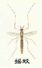 昆虫有翅亚纲双翅目Diptera(蝇,蚊,蚋,蠓,虻)