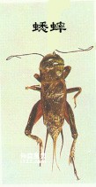 昆虫有翅亚纲直翅目Orthoptera(蝗虫，蚱蜢，螽斯，蟋蟀，蝼蛄，蚤蝼)