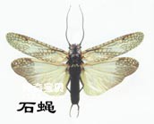 昆虫有翅亚纲襀翅目Plecoptera(石蝇)