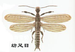 昆虫有翅亚纲纺足目Embioptera(足丝蚁)