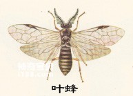 蜂蚁原本一家人_昆虫有翅亚纲膜翅目Hymenoptera(蜂,蚁)