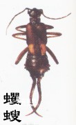 昆虫有翅亚纲革翅目 Dermaptera(蠼螋)