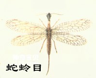 昆虫有翅亚纲蛇蛉目Raphidioptera(蛇蛉)