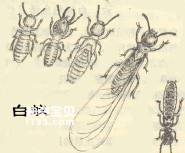 昆虫有翅亚纲等翅目Isoptera(白蚁)