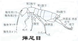 昆虫无翅亚纲弹尾目Collembola(跳虫)