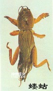 昆虫有翅亚纲竹节虫目Phasmatodea(竹节虫)