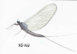 昆虫有翅亚纲蜉蝣目Ephemeroptera(蜉蝣)