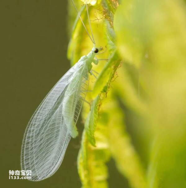 昆虫有翅亚纲脉翅目Neuroptera(草蛉，蚁蛉，蚜狮，蚁狮)