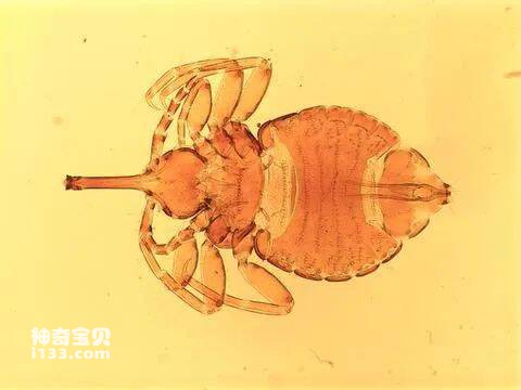 昆虫有翅亚纲虱目Anoplura(虱子)