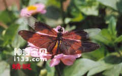 飞龙捕虫蜻蜓目_昆虫有翅亚纲蜻蜓目Odonata(蜻蜓、豆娘)