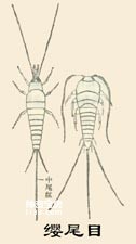 昆虫无翅亚纲缨尾目Thysanura (石蛃,衣鱼)