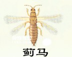 昆虫有翅亚纲缨翅目Thysanoptera(蓟马)
