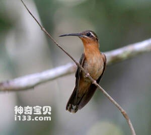 钩嘴铜色蜂鸟