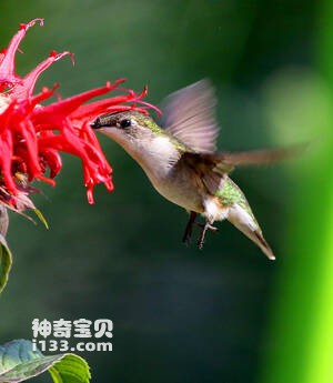 灰颏隐蜂鸟