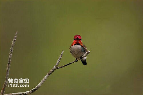 红隐蜂鸟