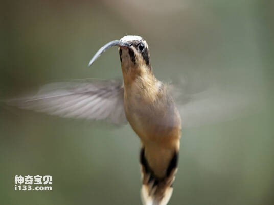 长喙隐蜂鸟