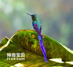 紫长尾蜂鸟