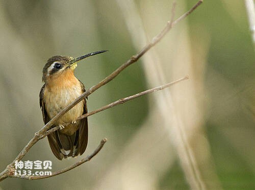 铜色尾蜂鸟