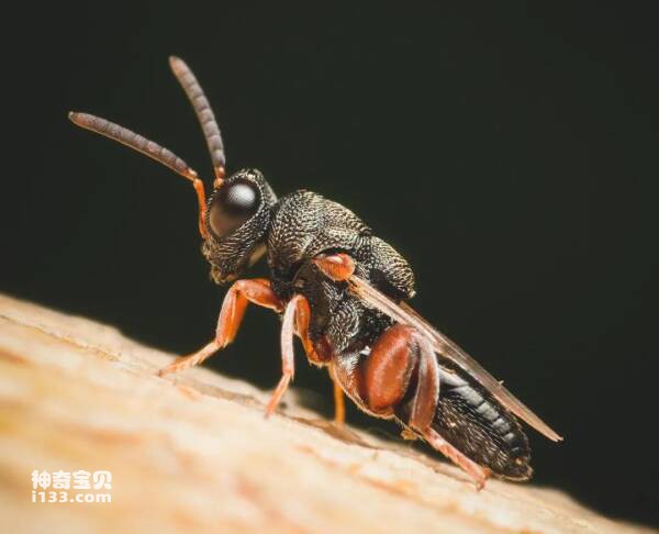 昆虫千奇百怪的耳朵(千差万别的听器)