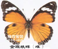 金斑蛱蝶的主要识别特征(雌雄各异)