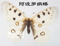 阿波罗绢蝶的主要识别特征(濒临绝灭)
