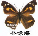 朴喙蝶的主要识别特征(镰翅树虫)