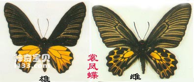 裳凤蝶的主要识别特征(中国最大的蝴蝶)
