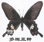 红珠凤蝶的主要识别特征(多姿多彩)