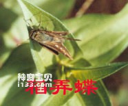 稻弄蝶的主要识别特征(稻苞虫)