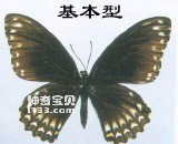 斑凤蝶的主要识别特征(形态多变)