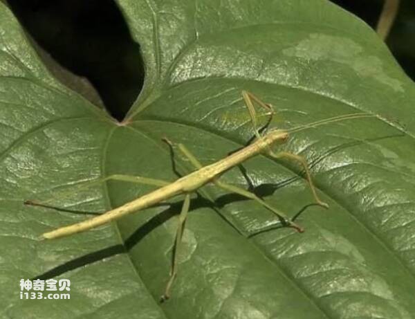 世界上最长的昆虫(竹节虫是双重冠军)
