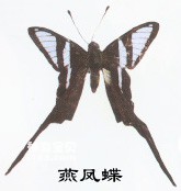 燕凤蝶的主要识别特征(腹端会喷水的凤蝶)