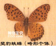 拟斑豹蛱蝶的主要识别特征(见怪不怪)