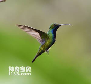 黑胸芒果蜂鸟