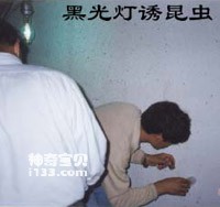 怎样采集昆虫(纸三角袋制作方法)