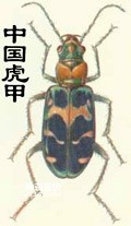 虎甲虫的形态特征及习性(有“拦路虎”之称)