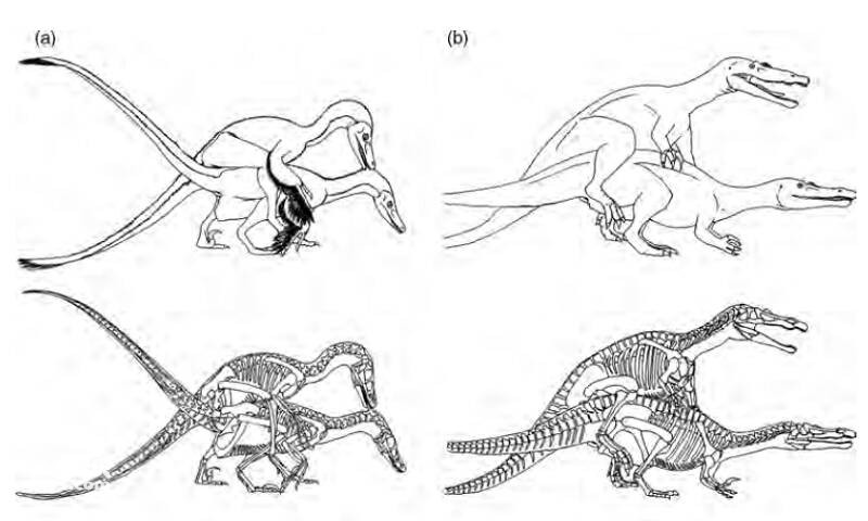 恐龙用什么体位交配的(恐龙的交配体位)