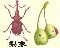 梨虎象的形态特征及生活习性(为害梨树的害虫)