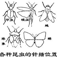 怎样制作昆虫标本(处理和保存方法)