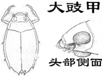 有趣的水中甲虫(水龟虫,龙虱,豉甲)