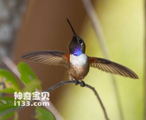 巴哈马林星蜂鸟